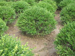 紅葉小檗在園林綠化中的應(yīng)用 以江蘇沭陽長青園林工程為例